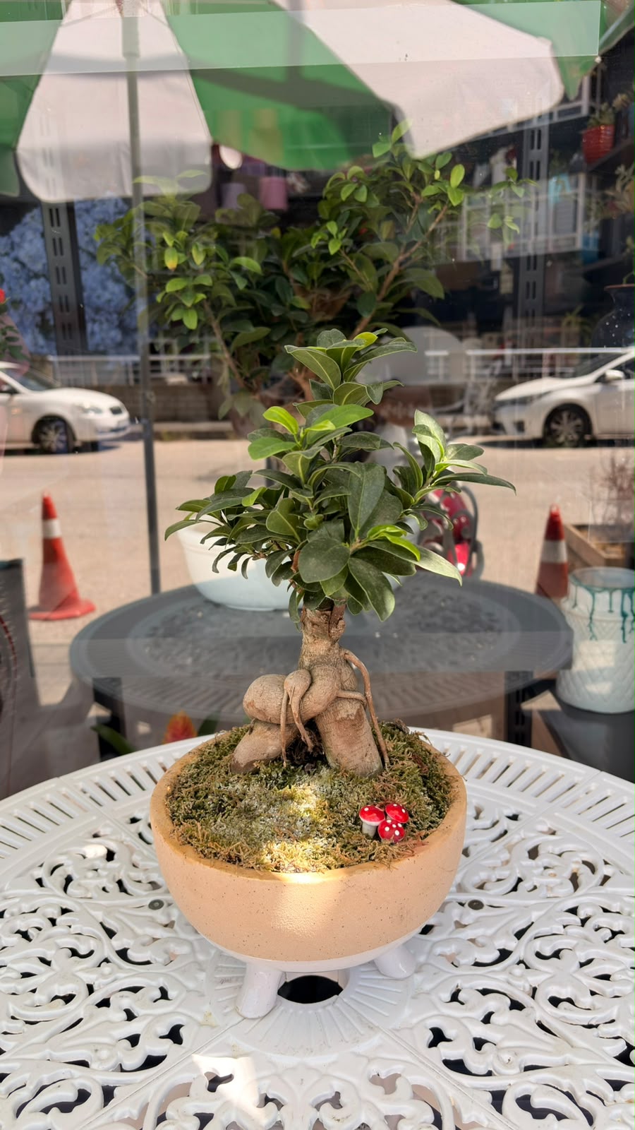 Saksıda Mantar Figürlü Bonsai Ağacı