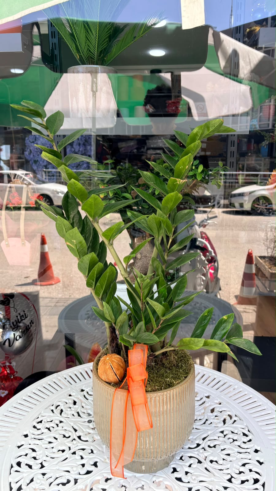 Saksıda Zamia Bitkisi