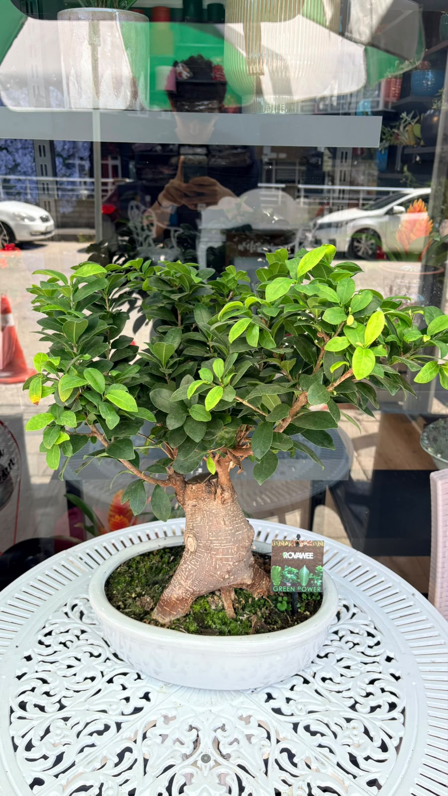 Seramik Saksıda Bonsai Ağacı