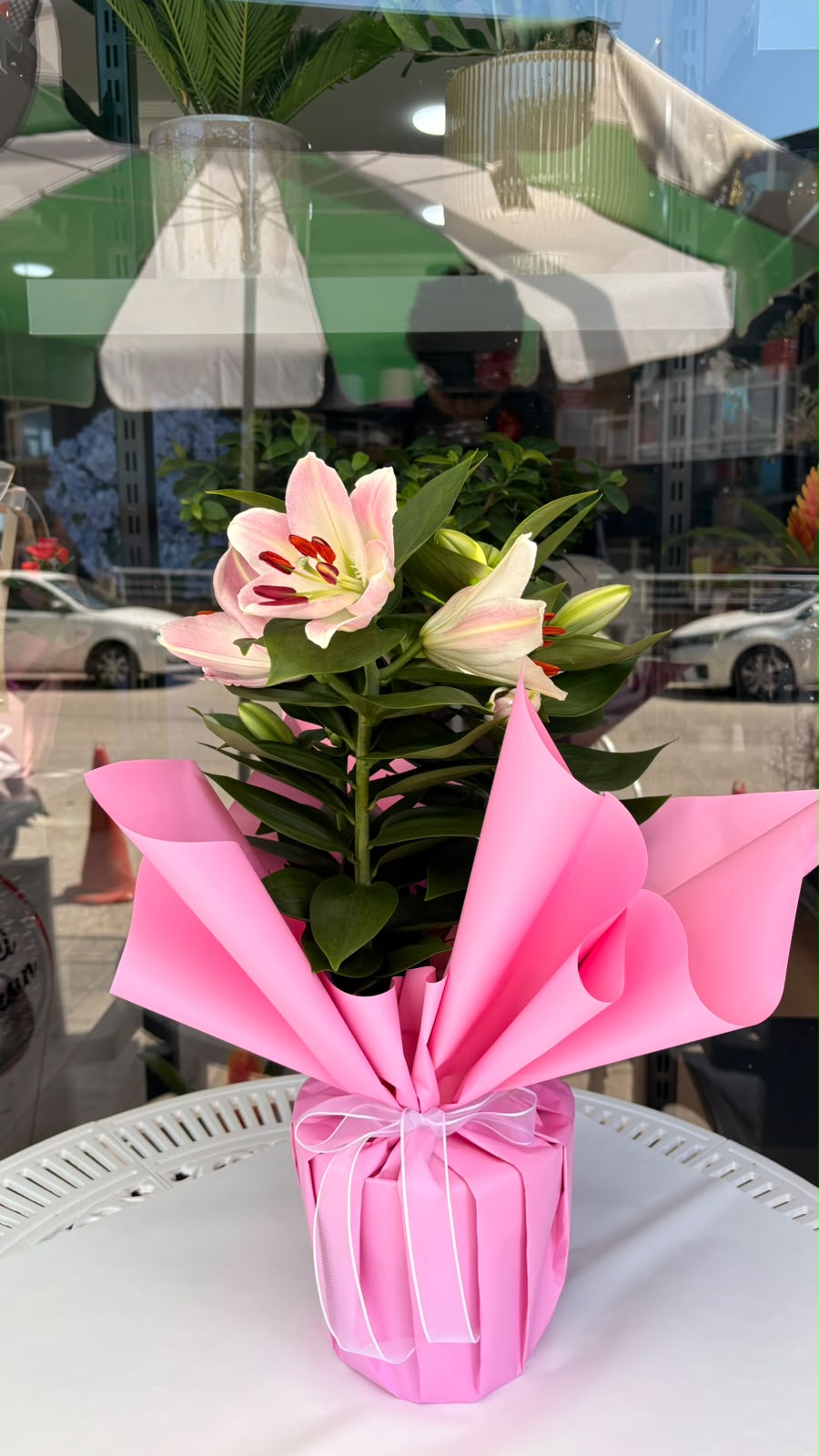 Pembe Lilyum