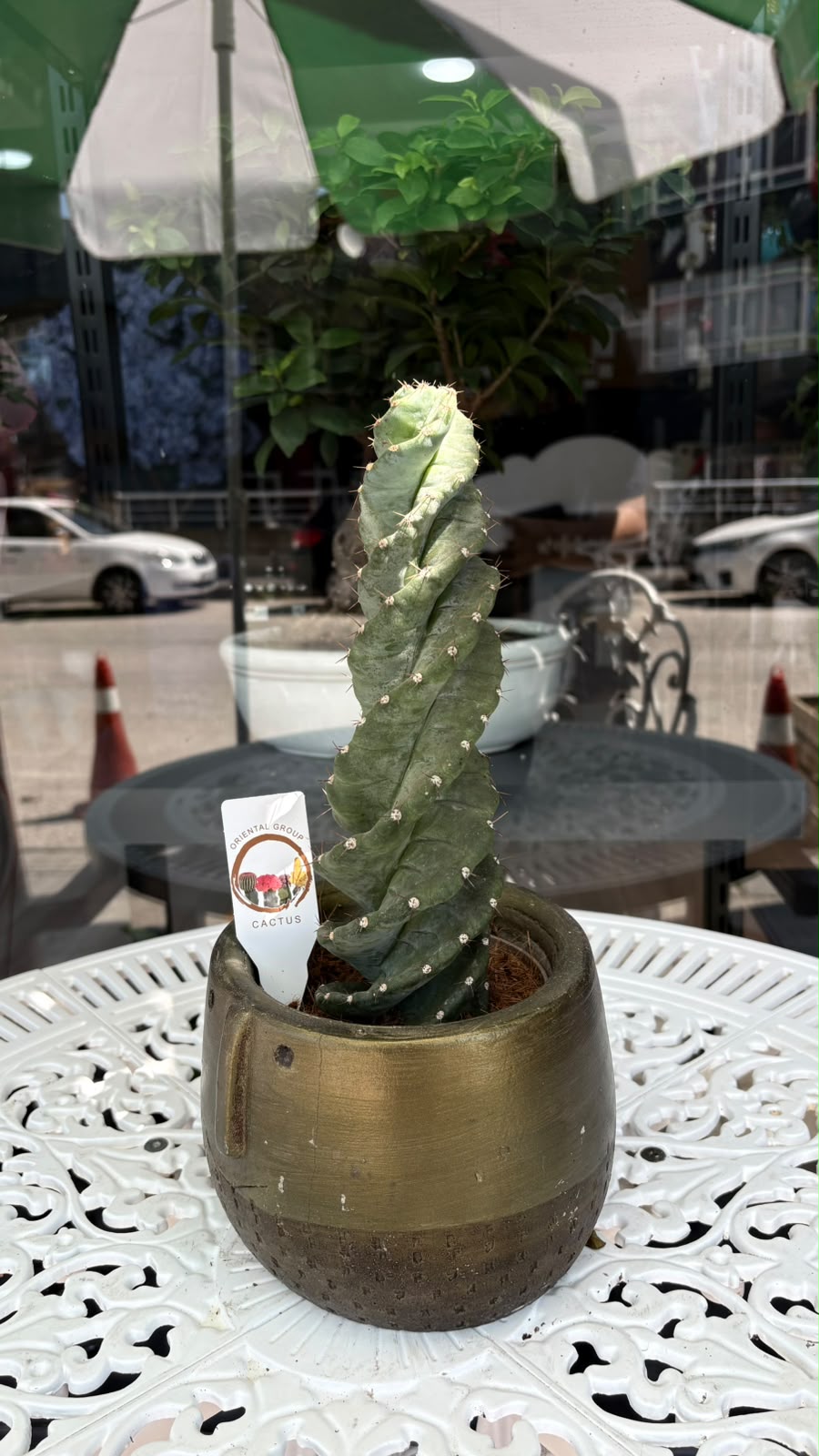 Spiral Cereus Kaktüsü